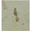 Image 2 : Rare Prehistoric Ant Fossil Specimen