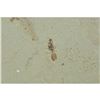 Image 4 : Rare Prehistoric Ant Fossil Specimen
