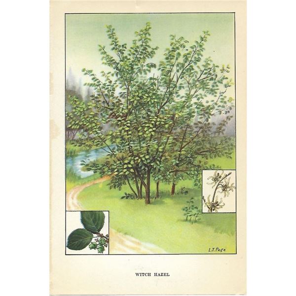 1920's Witch Hazel Color Lithograph Print