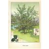 Image 1 : 1920's Witch Hazel Color Lithograph Print