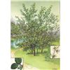 Image 2 : 1920's Witch Hazel Color Lithograph Print