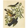 Image 1 : c1946 Audubon Print, #369 Thrasher and Thrush