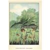 Image 2 : 1920's Jack-In-The-Pulpit Color Lithograph Print