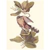 Image 1 : c1950 Audubon Print, Mangrove Cuckoo