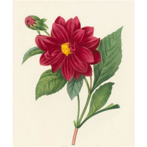 After Pierre-Jospeh Redoute, Floral Print, #30 Dalhia Double
