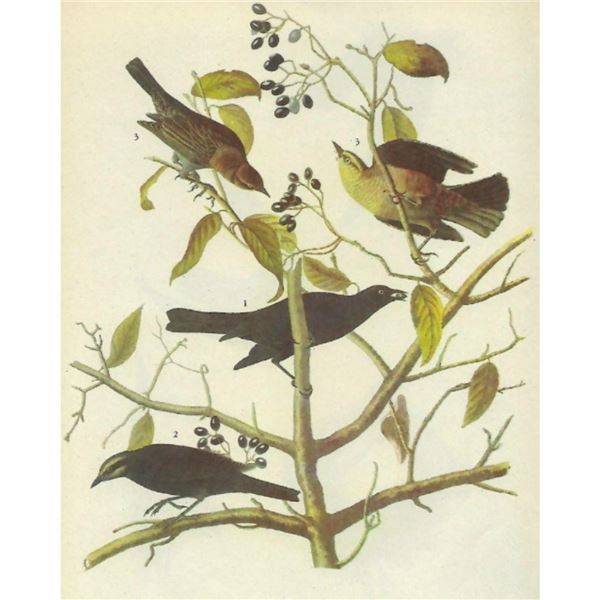 c1946 Audubon Print, #157 Rusty Blackbird