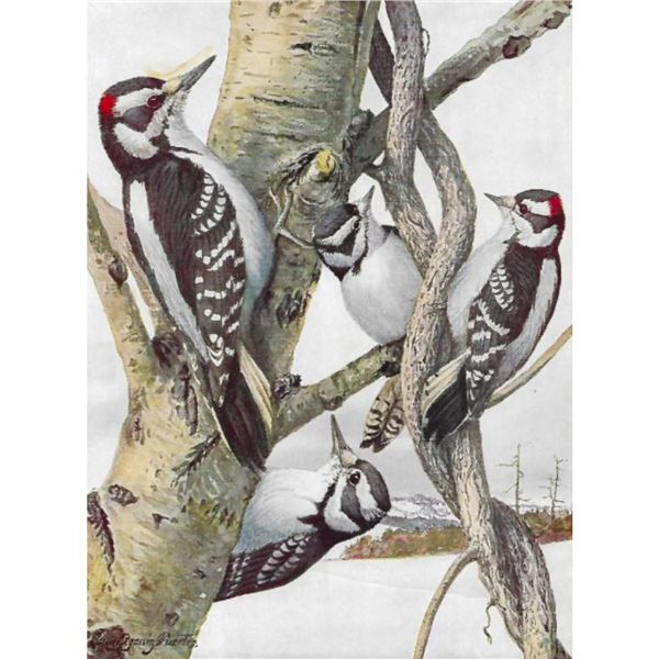 1936 Pearson Birds, #96 Woodpeckers (Hairy, Downy)