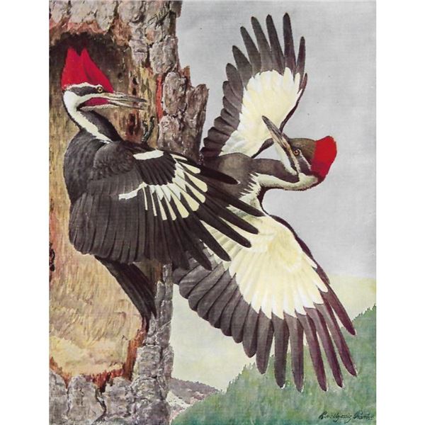 1936 Pearson Birds, #97 Woodpecker, Northern Pileated