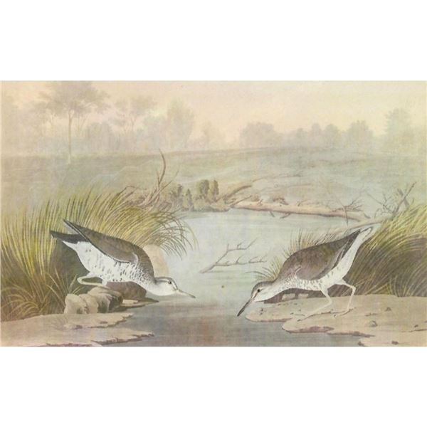 c1946 Audubon Print, #310 Spotted Sandpiper