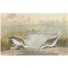 Image 1 : c1946 Audubon Print, #310 Spotted Sandpiper