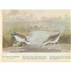 Image 2 : c1946 Audubon Print, #310 Spotted Sandpiper