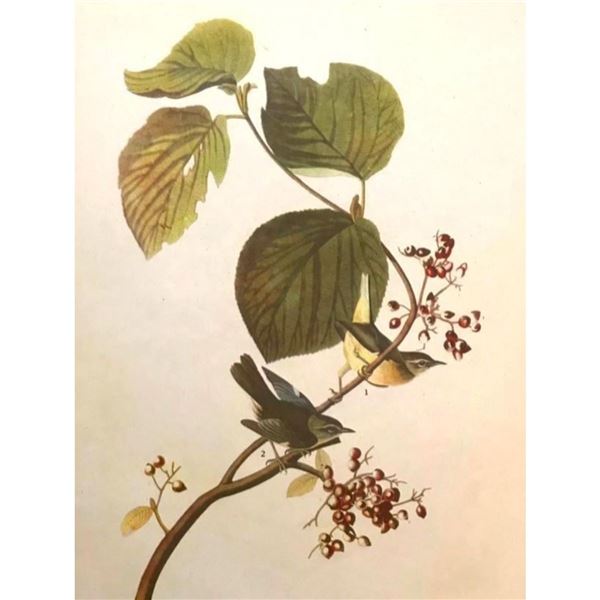 c1946 Audubon Print, #148 Black-Throated Blue Warbler