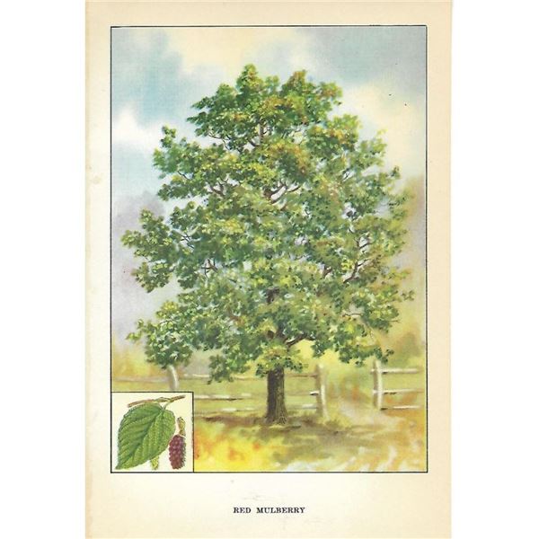 1920's Red Mulberry Color Lithograph Print