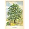 Image 1 : 1920's Red Mulberry Color Lithograph Print
