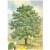 Image 2 : 1920's Red Mulberry Color Lithograph Print