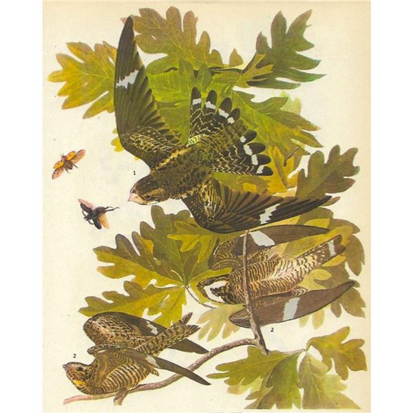 c1946 Audubon Print, #147 Nighthawk