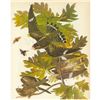 Image 1 : c1946 Audubon Print, #147 Nighthawk