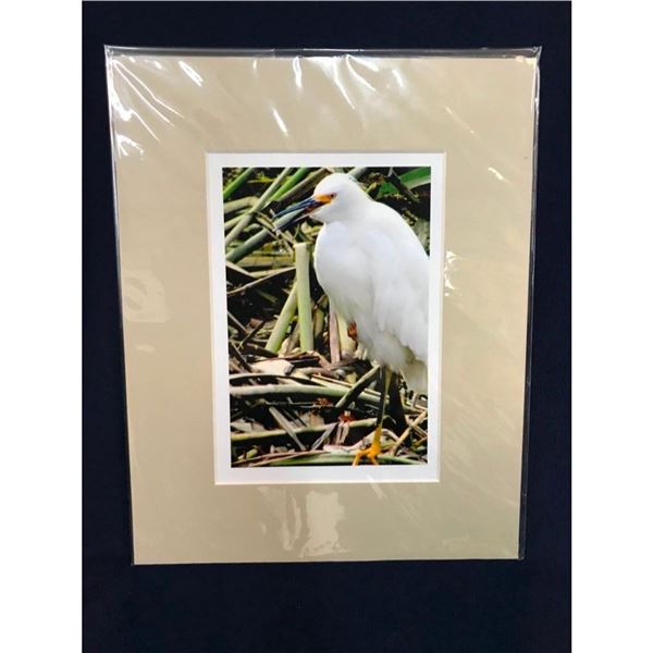 Lowcountry Marsh Bird Original Photograph