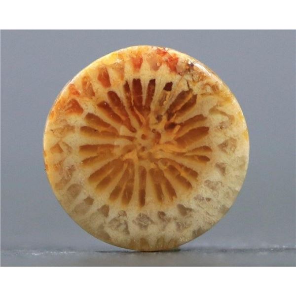Prehistoric Fossilized Coral Cabochon