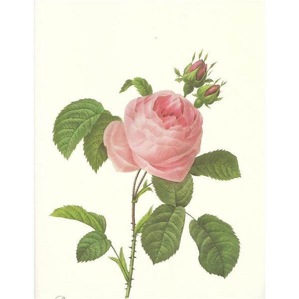 After Pierre-Jospeh Redoute, Floral Print, #118 Rosa Centifolia (Pale Rose)