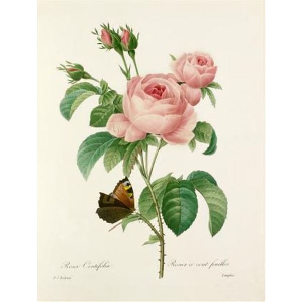 After Pierre-Jospeh Redoute, Floral Print, #117 Rosa Centifolia (Pale Rose)