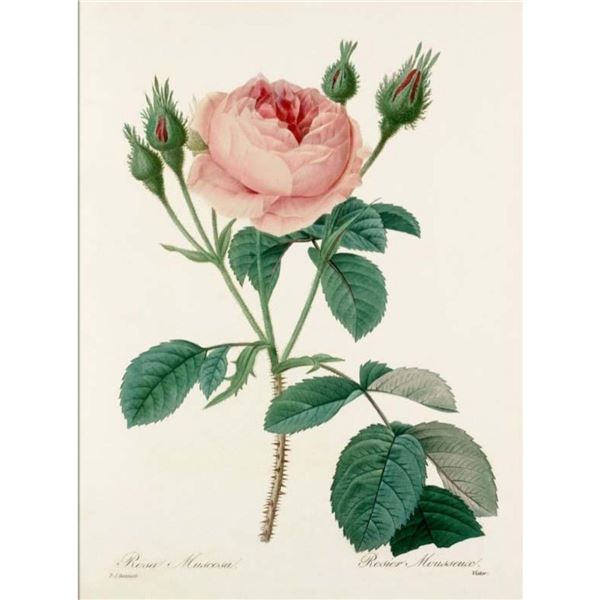 After Pierre-Jospeh Redoute, Floral Print, #124 Rosa Muscosa ( Rose )