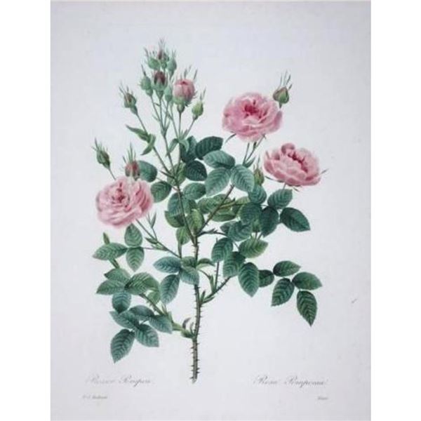 After Pierre-Jospeh Redoute, Floral Print, #133 Rosier Pompon (Rose)