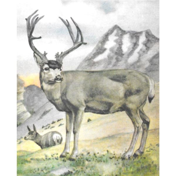 1920's Mule Deer Color Lithograph Print