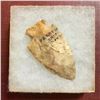 Image 2 : Large Archaic Native Amerian Arrowhead Artifact