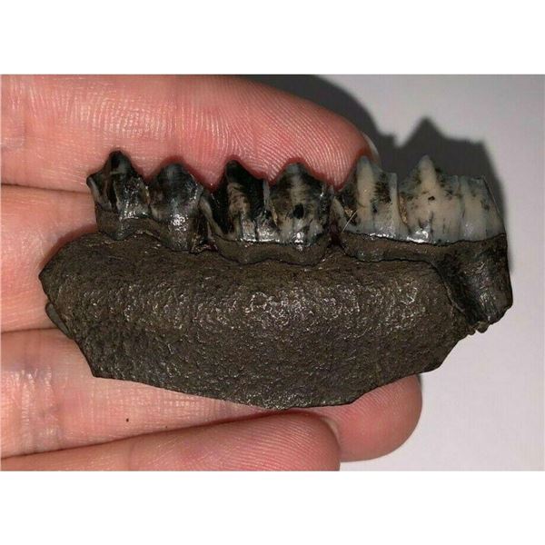 Pleistocene Ice Age Deer Jaw Fossil Specimen