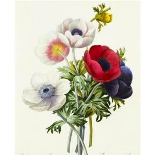 After Pierre-Jospeh Redoute, Floral Print, #7 Anemone