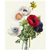 Image 1 : After Pierre-Jospeh Redoute, Floral Print, #7 Anemone