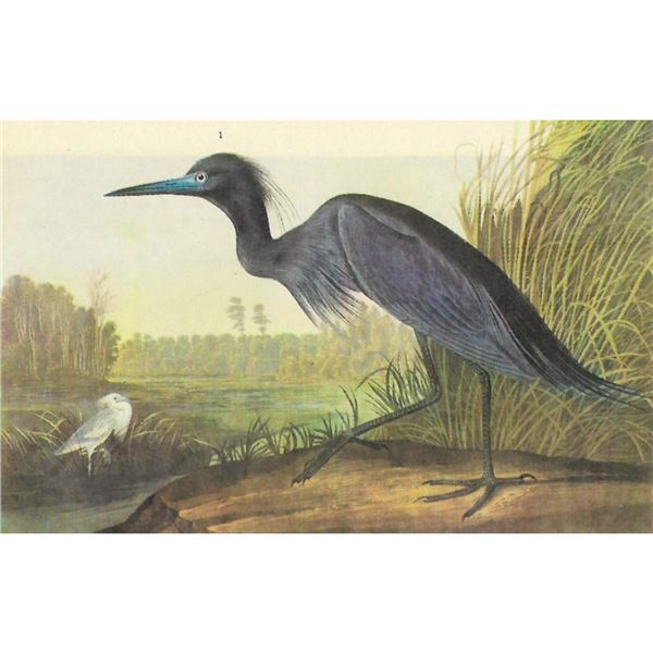 c1946 Audubon Print, #307 Little Blue Heron