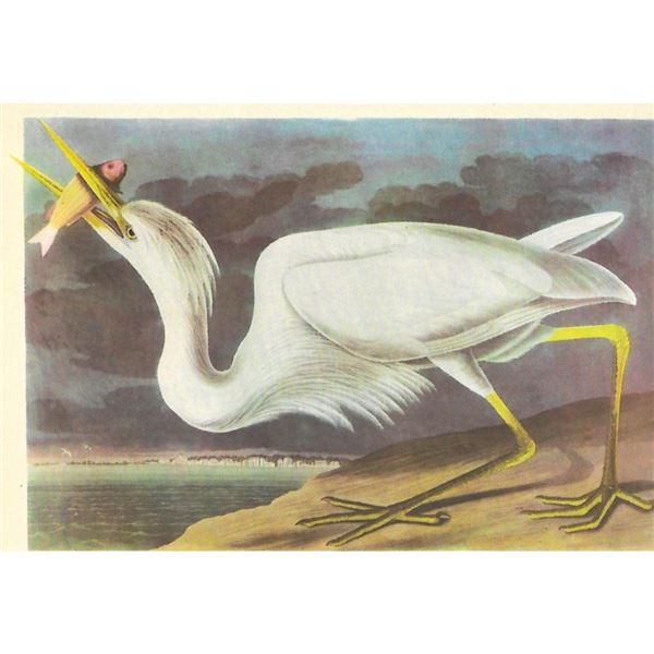 c1946 Audubon Print, #281 Great White Heron