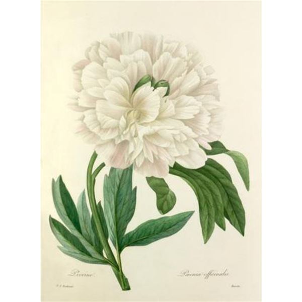 After Pierre-Jospeh Redoute, Floral Print, #104 Pivoine odorante ( Peony )