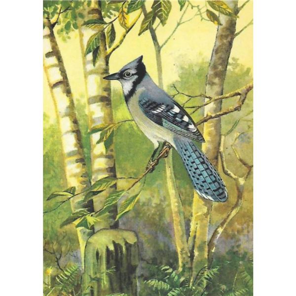 1920's Blue Jay Color Lithograph Print