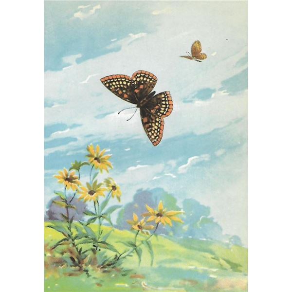 1920's Baltimore Checker-Spot Butterfly Color Lithograph Print