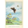 Image 2 : 1920's Baltimore Checker-Spot Butterfly Color Lithograph Print