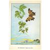 Image 2 : 1920's Hop-Merchant Butterfly Color Lithograph Print