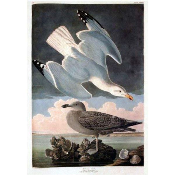 c1946 Audubon Print, #291 Herring Gull