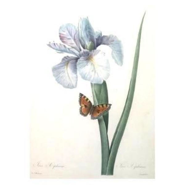 After Pierre-Jospeh Redoute, Floral Print, #60 Iris Xiphium ( Iris )