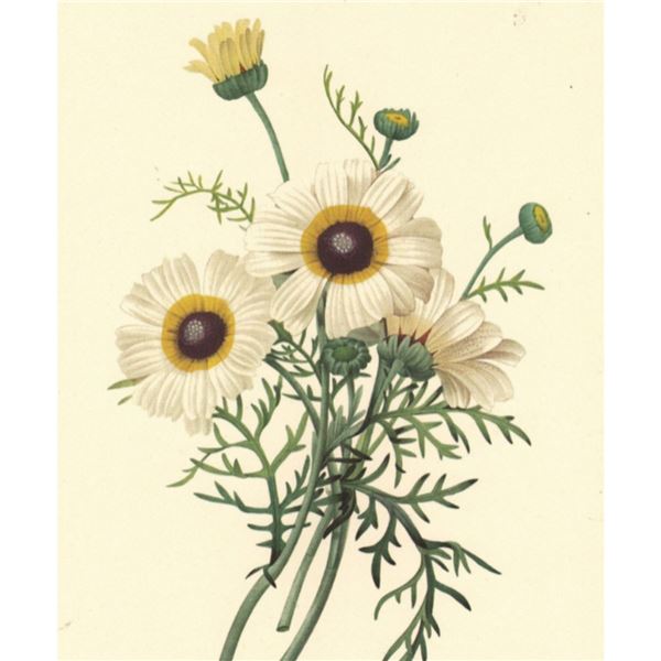 After Pierre-Jospeh Redoute, Floral Print, #22 Chrysantheme carene (Crysanthemum)