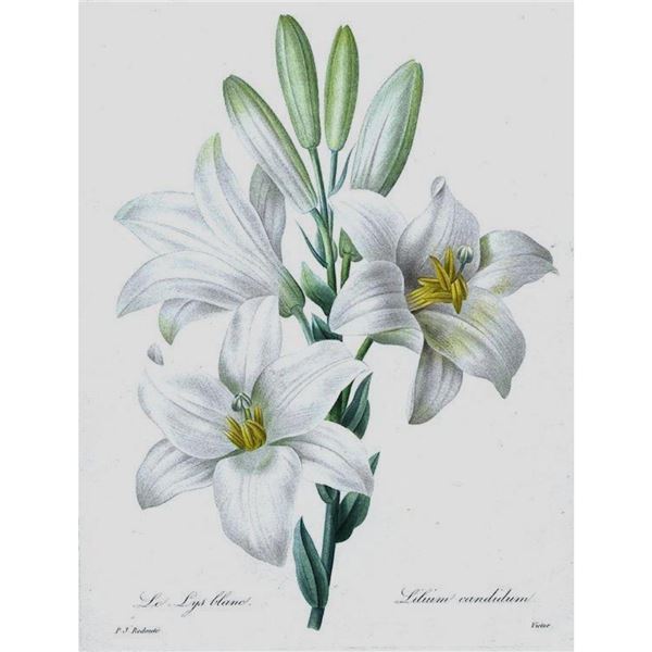 After Pierre-Jospeh Redoute, Floral Print, #76 Le Lis blanc (White Lilly)