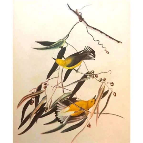 c1946 Audubon Print, #3 Prothonotary Warbler