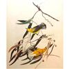 Image 1 : c1946 Audubon Print, #3 Prothonotary Warbler
