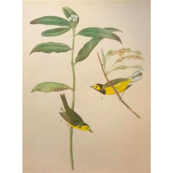 c1946 Audubon Print, #110 Hooded Warbler
