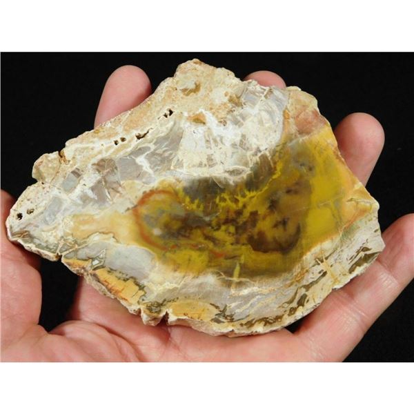 Prehistoric Petrified Wood Fossil Slab