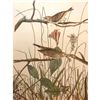 Image 1 : c1946 Audubon Print, #109 Savannah Sparrow