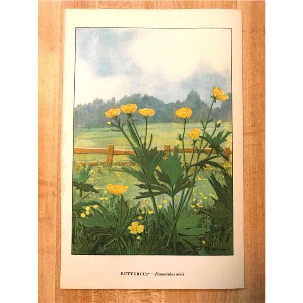 1920's Buttercup Color Lithograph Print