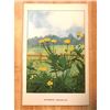 Image 1 : 1920's Buttercup Color Lithograph Print